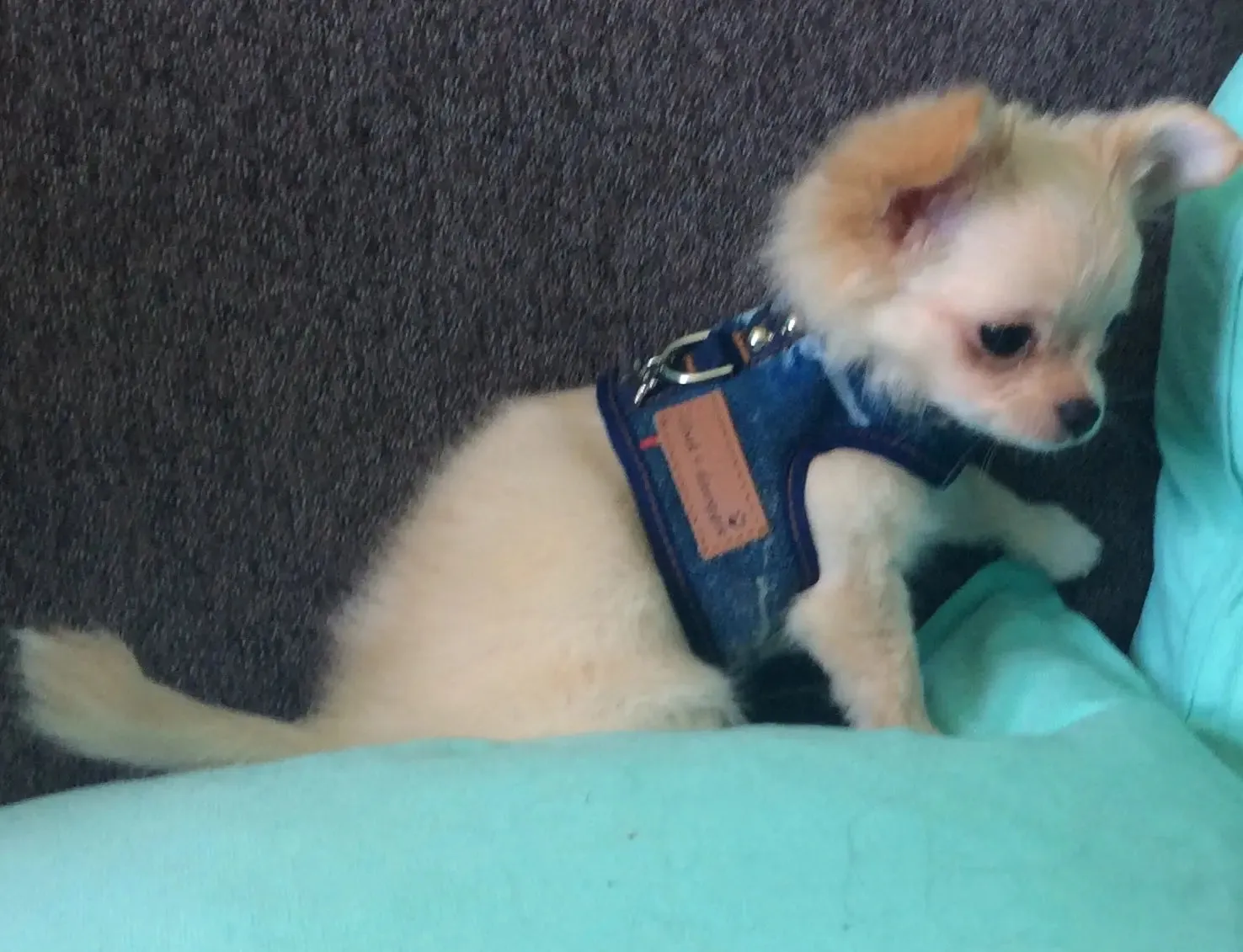 Denim Lace - The Tiny Denim Dog Harness Vest | 2 - 15 LBS  ****FINAL SALE ****