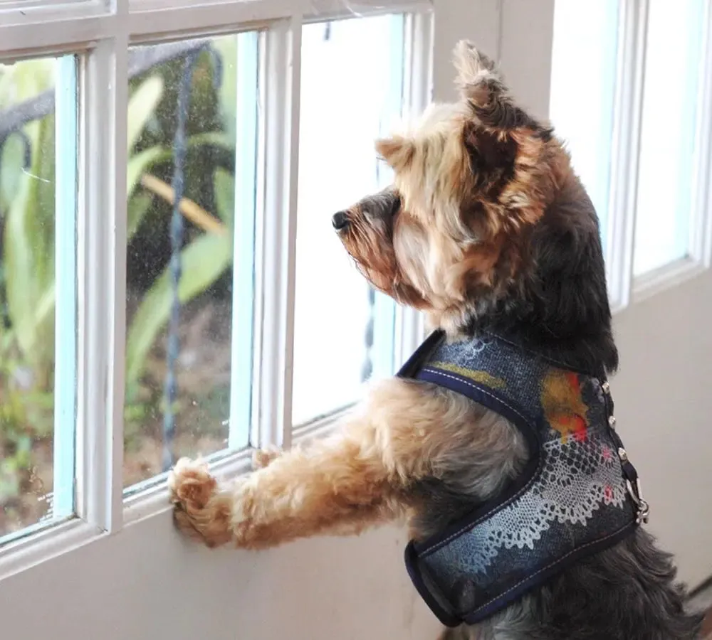 Denim Lace - The Tiny Denim Dog Harness Vest | 2 - 15 LBS  ****FINAL SALE ****