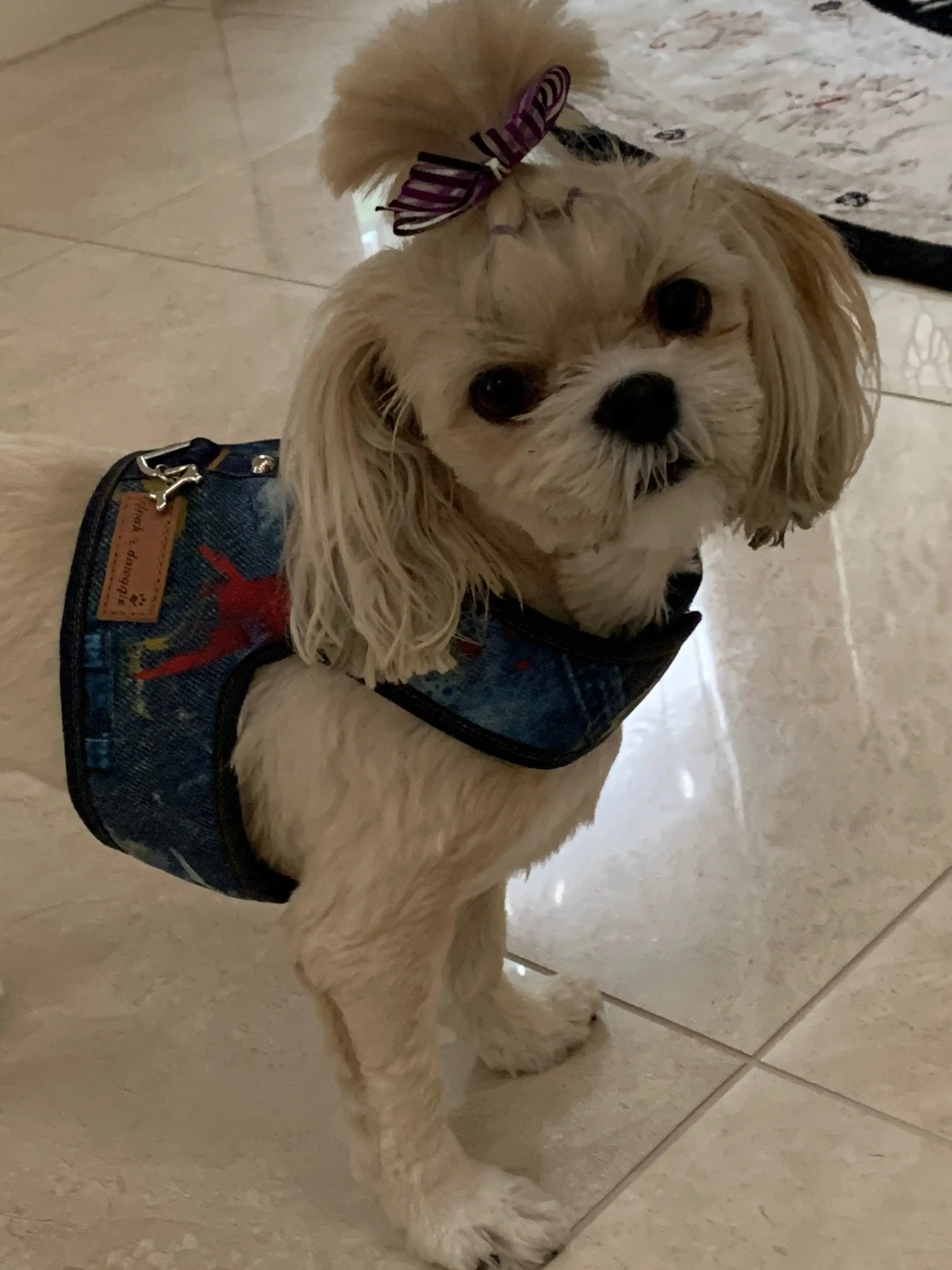 Denim Lace - The Tiny Denim Dog Harness Vest | 2 - 15 LBS  ****FINAL SALE ****